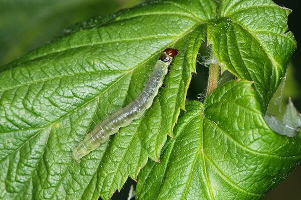 Листовертки (розанная, боярышниковая, сетчатая, ивовая кривоусая, почковая (почковая вертунья))