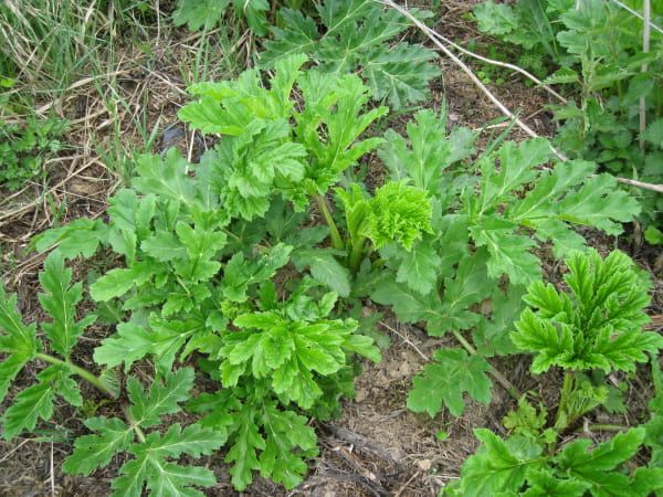 Борщевик Сосновского