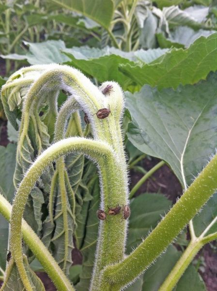 Клоп ягодный