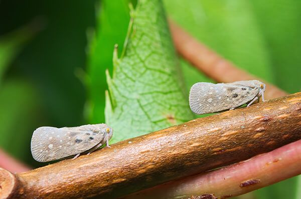 Цикадка белая