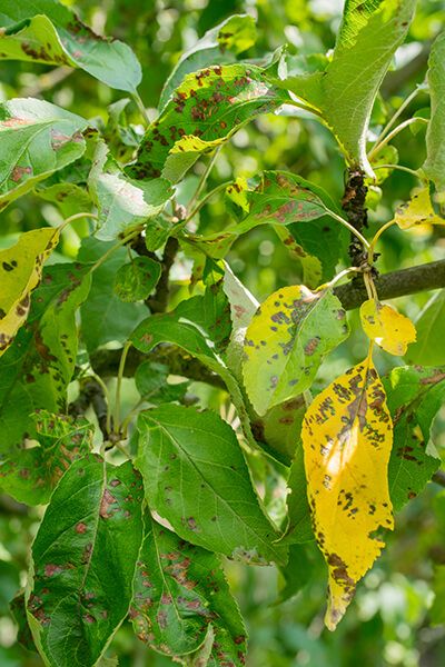 Бурая пятнистость листьев яблони (филлостиктоз)