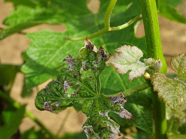 Антракноз винограда