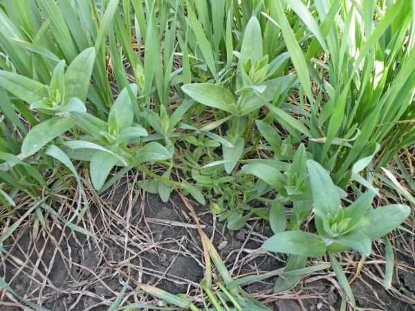 Ясколка полевая