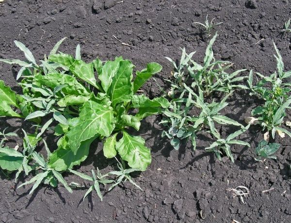 Горец птичий (спорыш), почечуйный, шероховатый