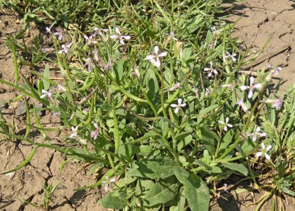 Хориспора нежная