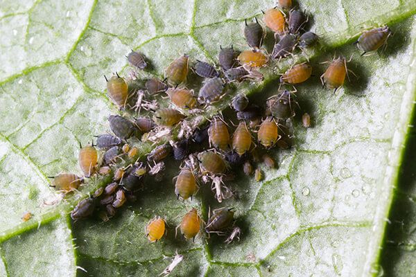 Тли (бахчевая (хлопковая) тля; обыкновенная картофельная тля; большая картофельная тля)