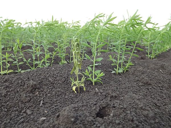 Фузариоз льна (чаще всего возбудителем является Fusarium oxysporum Schl. f. Lini Bilai)