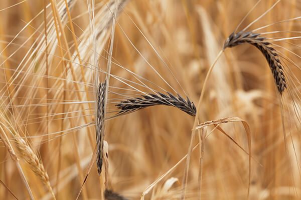 Твердая (каменная) головня ячменя