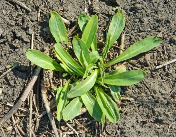 Смолевка обыкновенная (хлопушка)