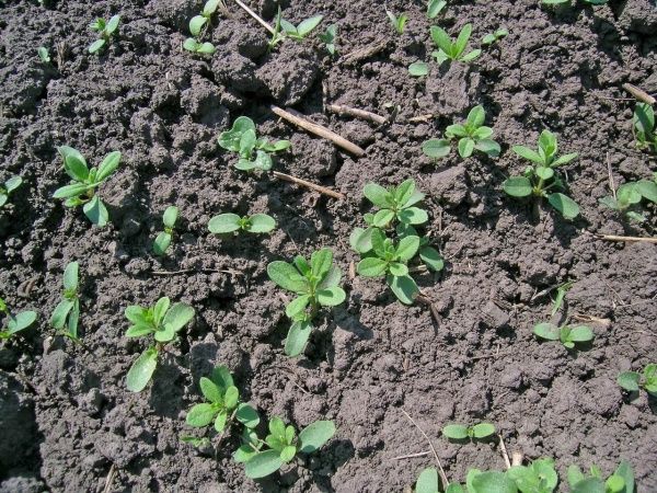 Подмаренник цепкий