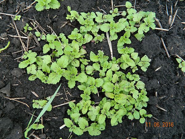 Вероника полевая (пашенная), персидская, плющелистная