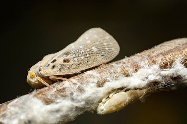 Цикадка белая