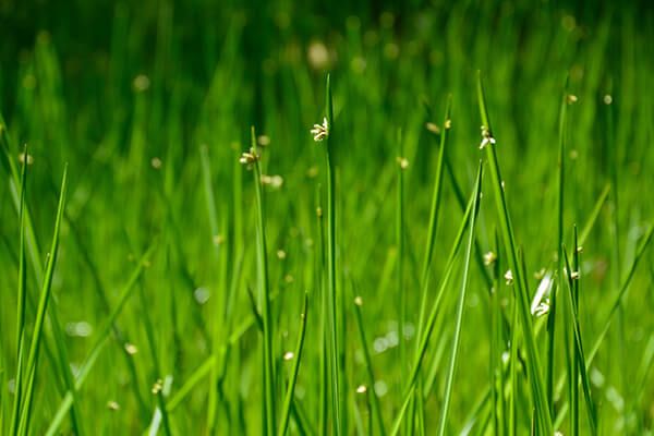 Камыш раскидистый