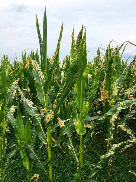 Гельминтоспориозная пятнистость листьев кукурузы (северный гельминтоспориоз)