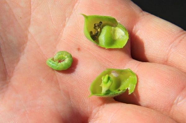 Хлопковая совка