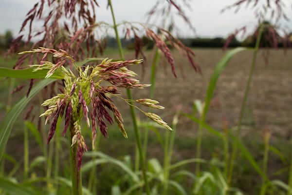 Сорго алеппское (гумай)