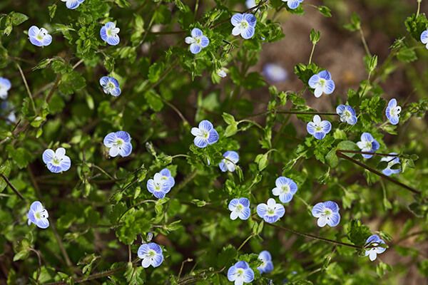 Вероника полевая (пашенная), персидская, плющелистная