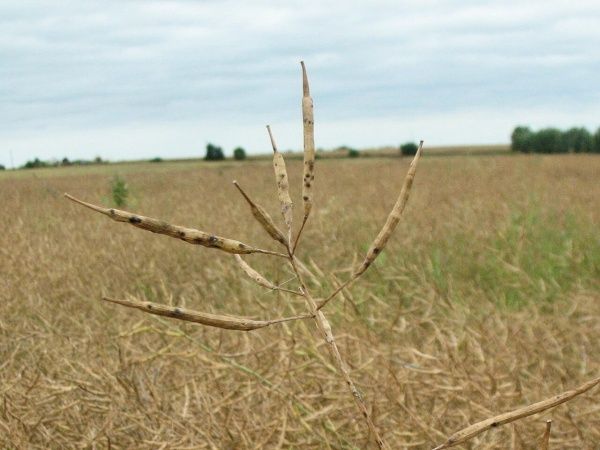 Альтернариоз (черная пятнистость) рапса