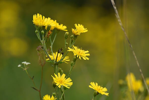 Скерда кровельная
