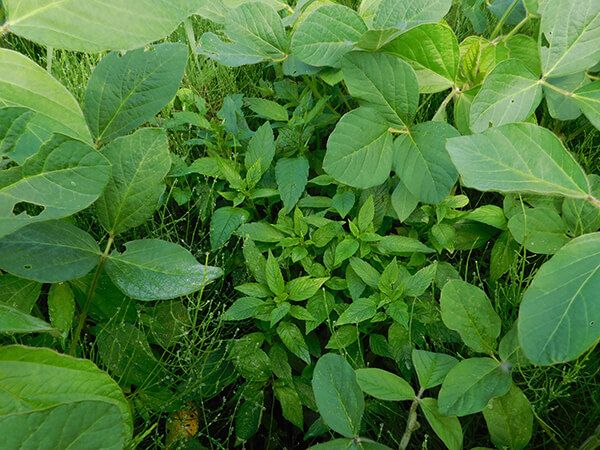 Акалифа южная