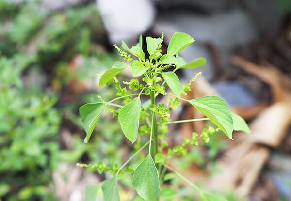 Акалифа южная