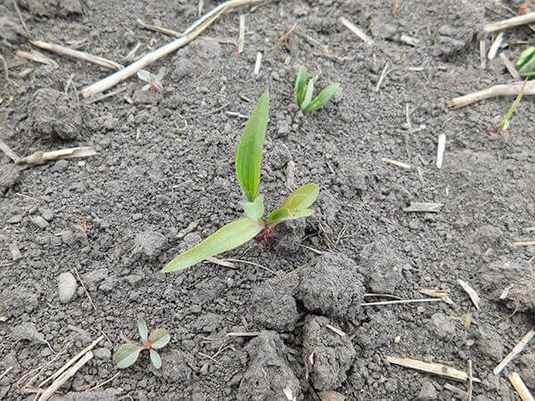 Коммелина обыкновенная