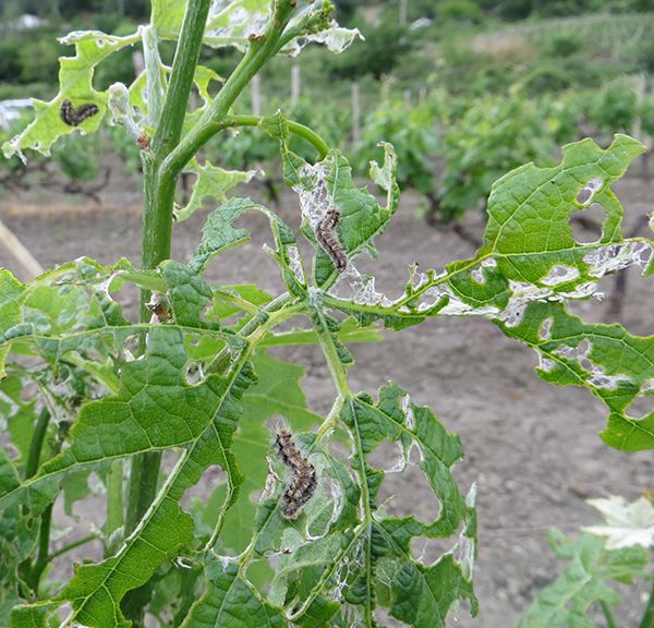 Виноградная пестрянка