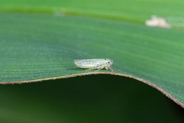 Цикадка шеститочечная