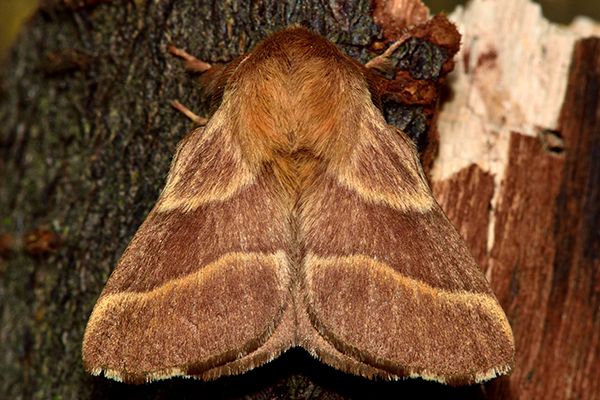 Кольчатый шелкопряд