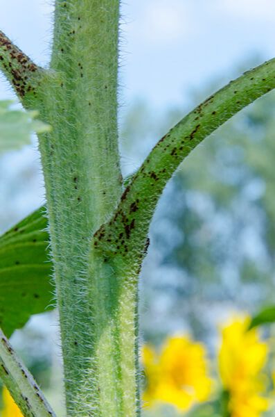 Ржавчина подсолнечника