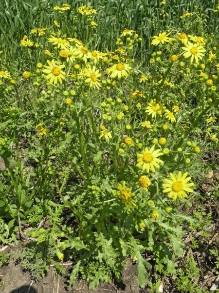 Крестовник обыкновенный