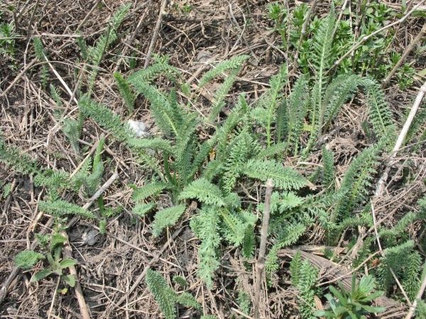 Тысячелистник обыкновенный