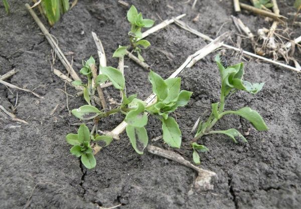 Звездчатка средняя