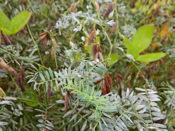 Горошек мышиный