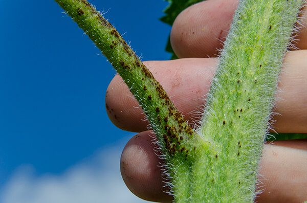 Ржавчина подсолнечника