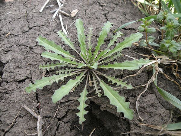 Желтушник лакфеолевый