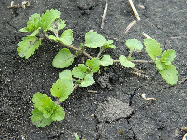 Вероника полевая (пашенная), персидская, плющелистная