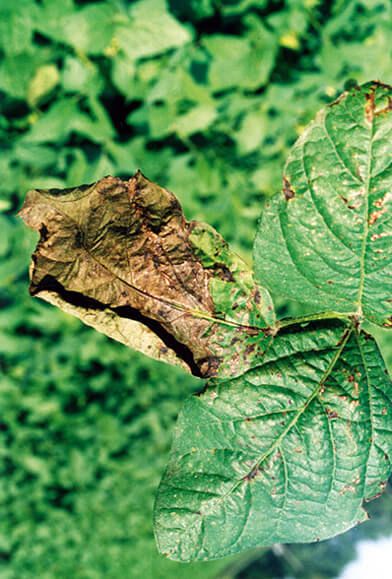 Диапортоз, или фомопсис сои