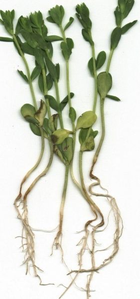 Антракноз льна