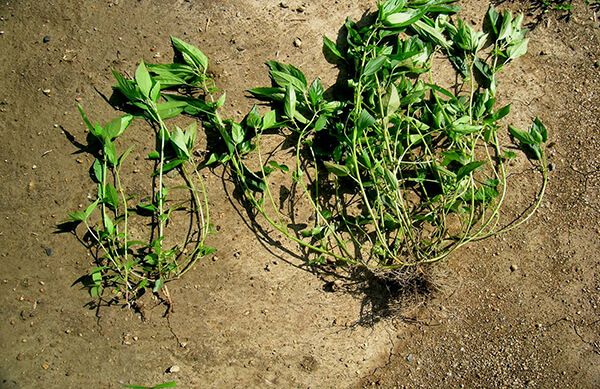 Акалифа южная