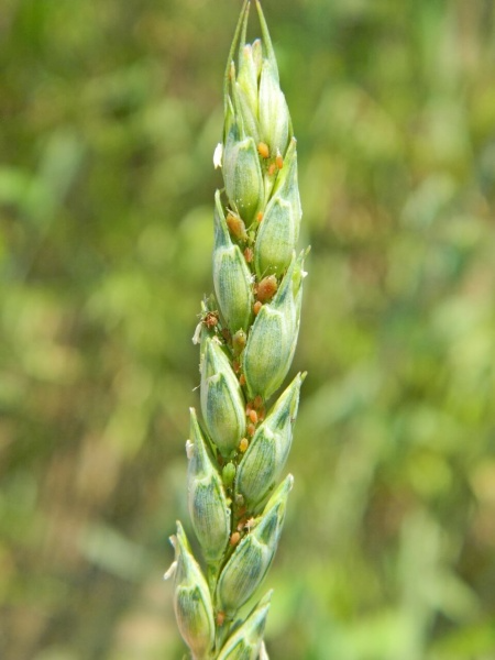Злаковые тли (обыкновенная злаковая тля, большая злаковая тля, ячменная тля, черемухово-злаковая тля)