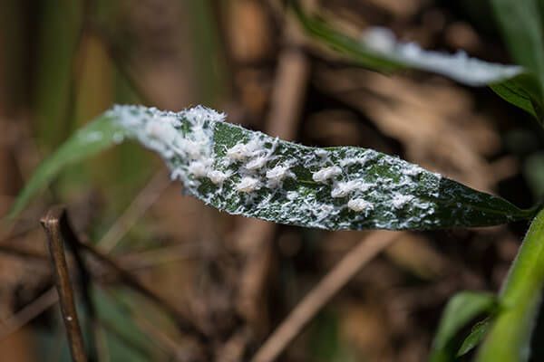 Цикадка белая