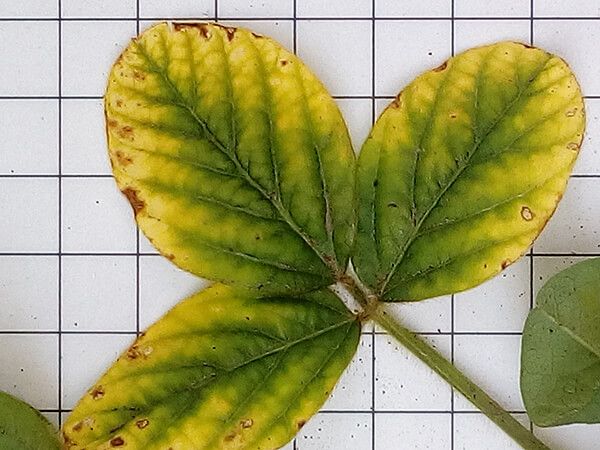 Ржавчина сои