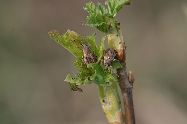 Серый почковый долгоносик