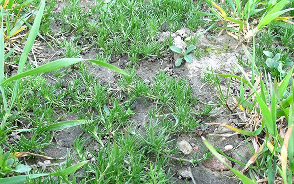 Торица полевая