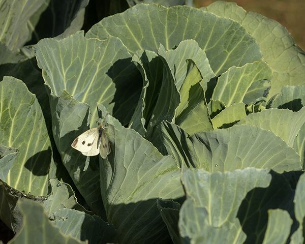 Репная белянка