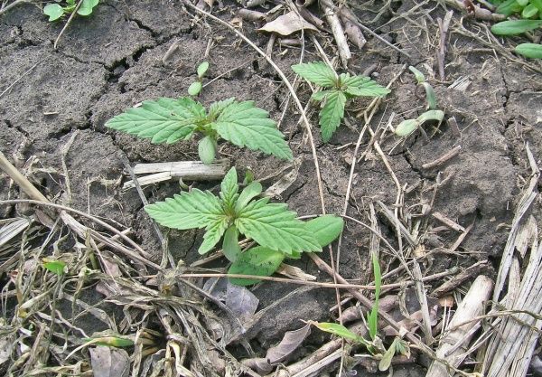 Конопля сорная