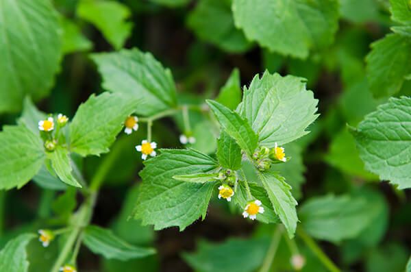 Галинсога мелкоцветковая