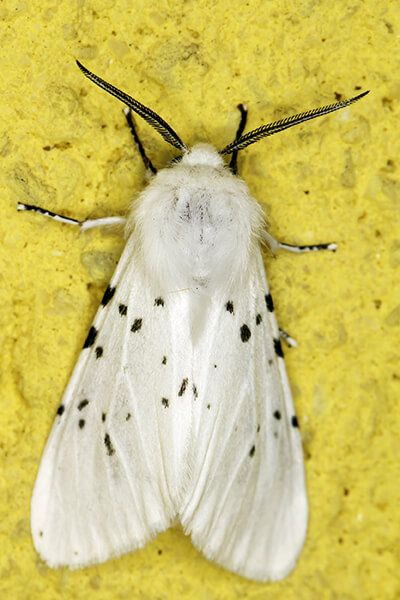 Американская белая бабочка