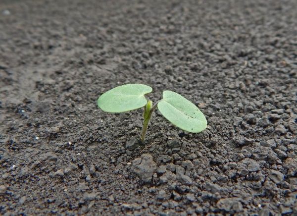 Канатник Теофраста